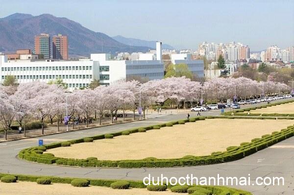 Đại Học Yeungnam Hàn Quốc – Top Trường Đào Tạo Tiếng Hàn Tốt Nhất Hàn Quốc